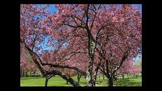 Kwanzan Cherry Blossom at Branch Brook Park, Newark, New Jersey, April 20, 2024