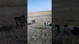 Собаки п,к РАМЗЕС....хорошо работают по назначению....Жаркент. Собаки п,к РАМЗЕС....хорошо работают по назначению....Жаркент.