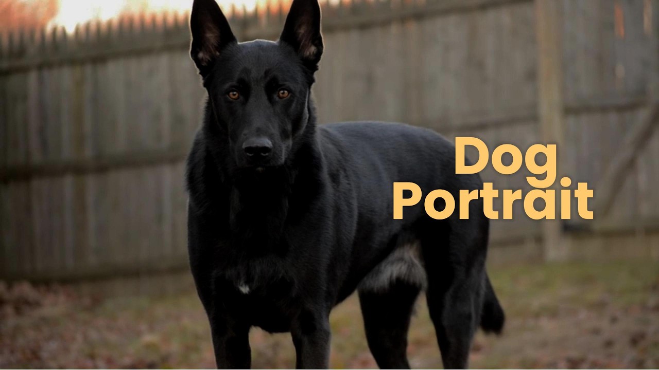 I Made A Portrait Of My Dog YouTube i-made-a-portrait-of-my-dog-youtube