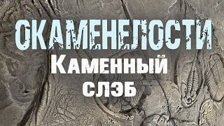 Окаменелости каменный слэб