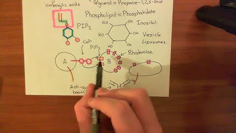 Synaptotagmin and PIP2 Part 2