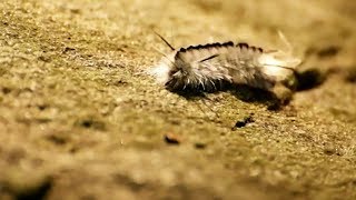 Boy gets severe allergic reaction to caterpillar