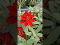 beautiful flowers #zinnia #flowers #ytshorts #shorts #gardening #greenrooftop #nature