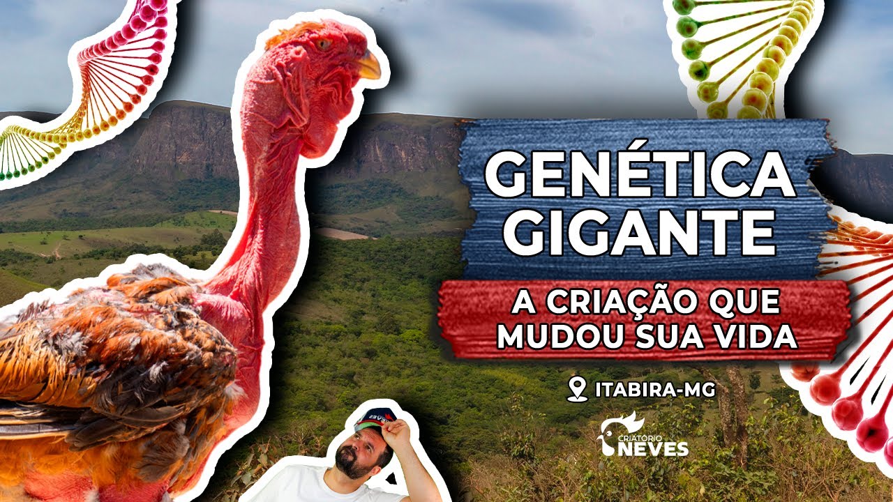 GENÉTICA GIGANTE: o que é você precisa saber para ter sucesso na criação de ÍNDIO E POLACO GIGANTES