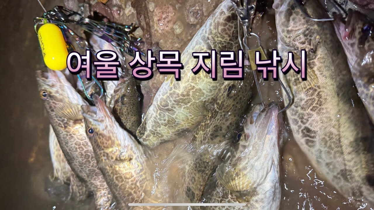 여울 상목 때쏘가리를 만나다!!