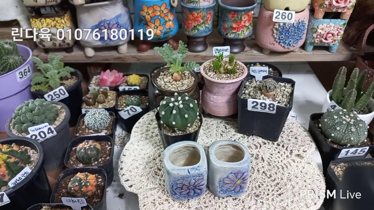 린 다육 라이브 방송