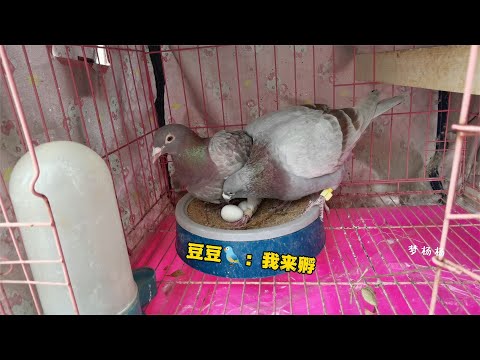 给12岁的鸽子找来2个假蛋，它竟然分不清真假，还准备筑巢孵化