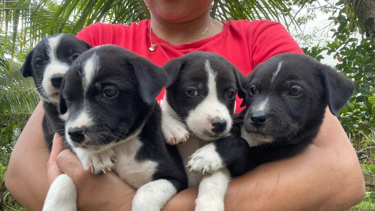Abandoned puppies ready for adoption - YouTube