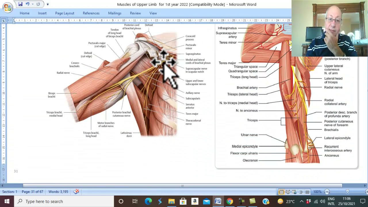 Musculo-skeletal Module I in Arabic 16 ( TrIceps  Muscle ) , by Dr. Wahdan 2022
