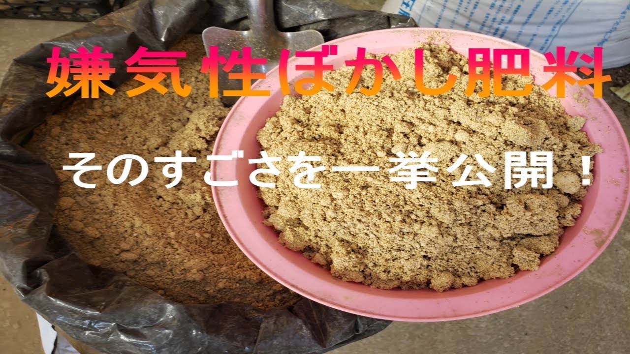 【肥料高騰】ローコストで作る嫌気性米糠発酵ぼかし肥料が凄すぎた！（好気性、嫌気性の作り方、有機肥料、緩効性肥料）