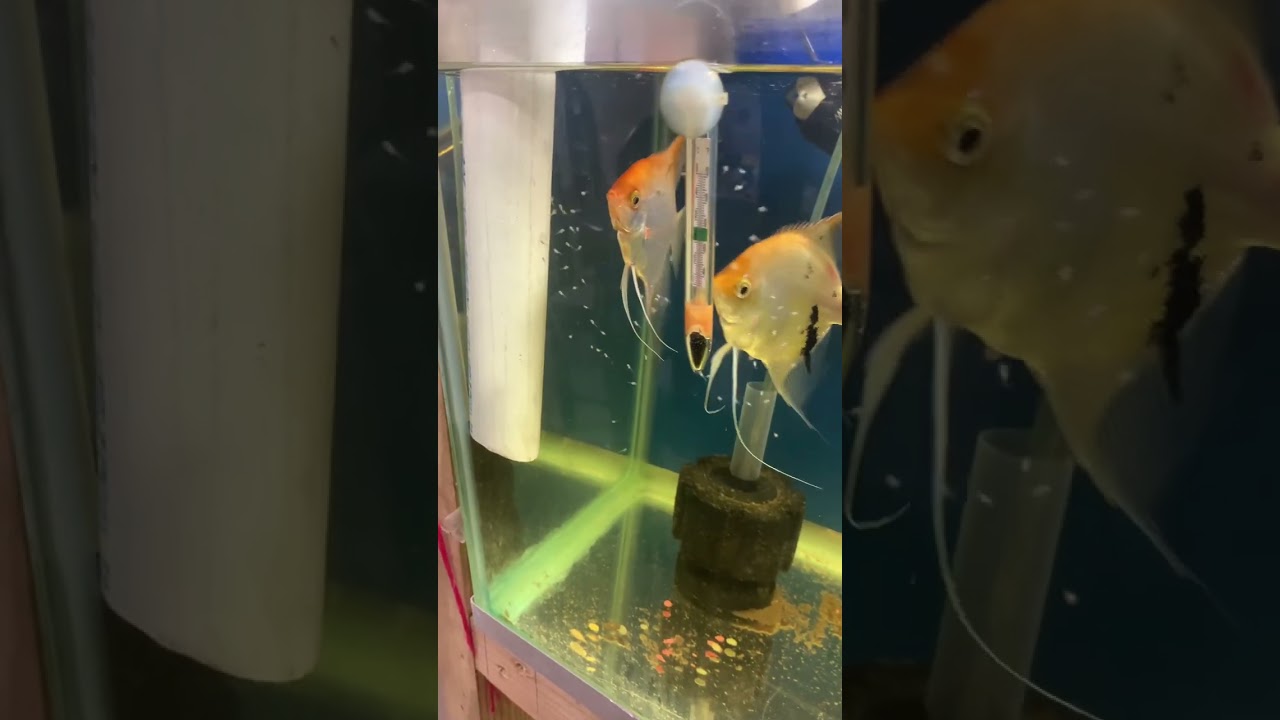 Pez Angeles/Escalar Reproducción 