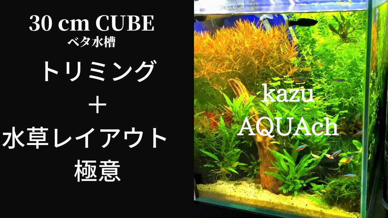 アクアリウム 30cmキューブ水槽 ベタ水槽の水草トリミングor水草レイアウト豆知識 Youtube