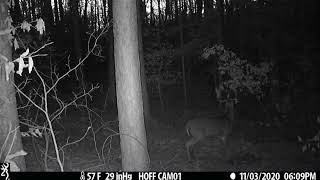 Little 6 pointer