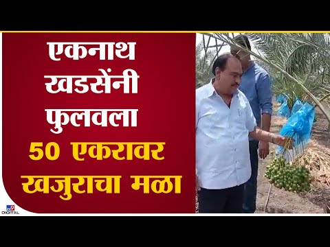 Eknath Khadse Dates Farm | एकनाथ खडसेंनी यशस्वी करून दाखवली 50 एकरातील खजुराची शेती