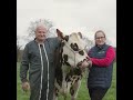 La vache oreillette star normande du salon de lagriculture