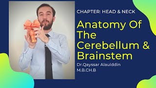 Anatomy of The Cerebellum & Brainstem with Dr.Qayssar 2020 تشريح عملي