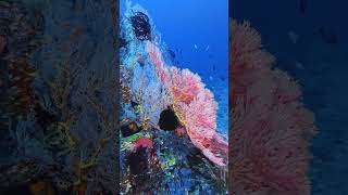 #MundoMar#Arrecife #Peces #Tortuga #VidaSubmarina #NaturalezaSalvaje #Buceo #ExploraElMar #EcoVida