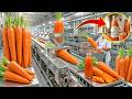 Proceso De Producción De Jugo Puro De Zanahoria Que Nunca Conociste | fabricación