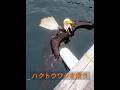 負傷したハクトウワシを助けてください! #animals #動物プロダクション #動物