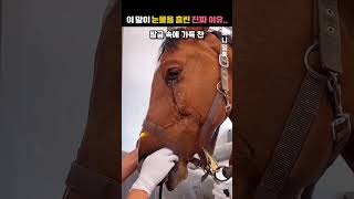 이 말이 눈물을 흘린 진짜 이유