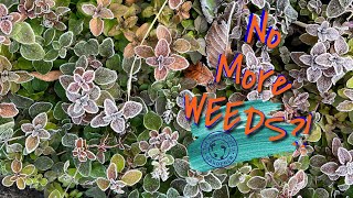 How to Evicerate Weeds WITHOUT PESTICIDES | The Barefooted Gardener