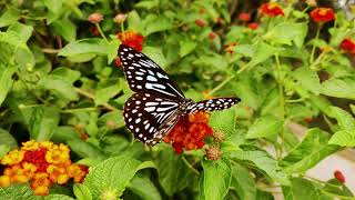 Discover the Beauty of Butterflies in Motion.