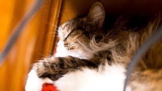 #КОШКА МУСЯ ПОТЕРЯЛА СЛУХ - СПИТ И НИЧЕГО НЕ СЛЫШИТ... В АТБ крутые цены на черешню. #КОШКА МУСЯ ПОТЕРЯЛА СЛУХ - СПИТ И НИЧЕГО НЕ СЛЫШИТ... В АТБ крутые цены на черешню.