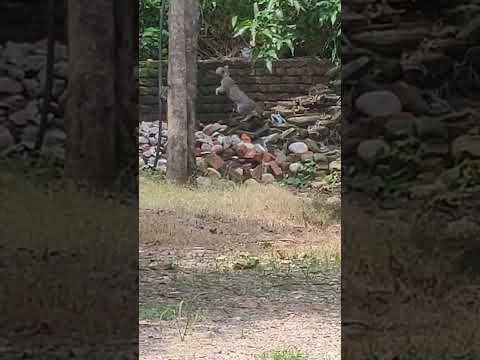 Cat jumped on wall