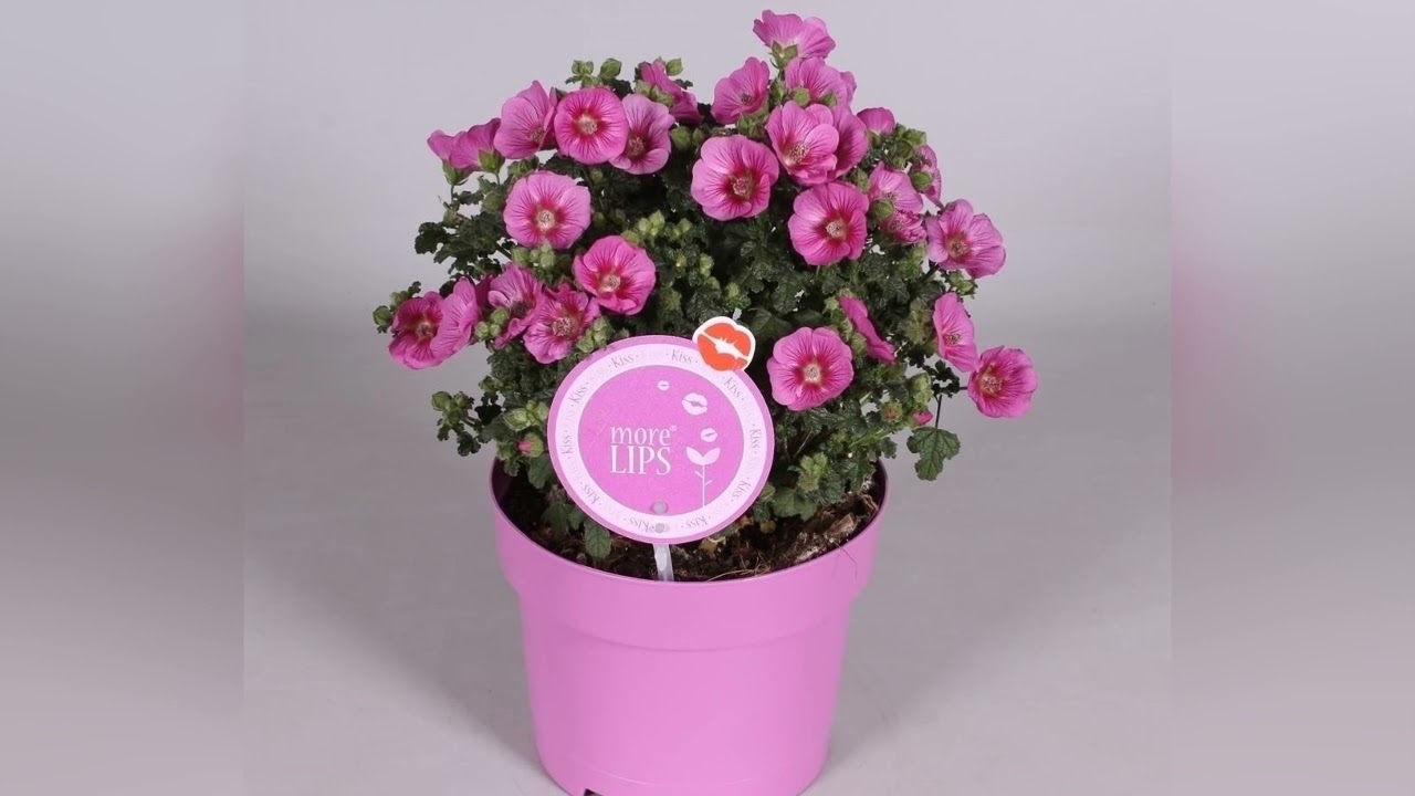 АНИЗОДОНТЕЯ (ANISODONTEA)