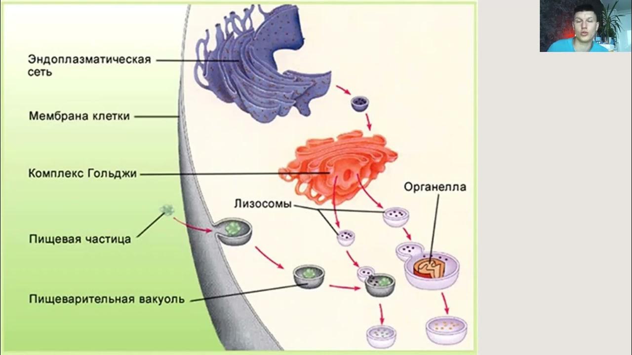Строение органоида лизосомы. Клеточное пищеварение органоид. Схема основных органоидов клеток. Эндоплазматическая сеть органелла или нет. Строение органелл одномембранные.