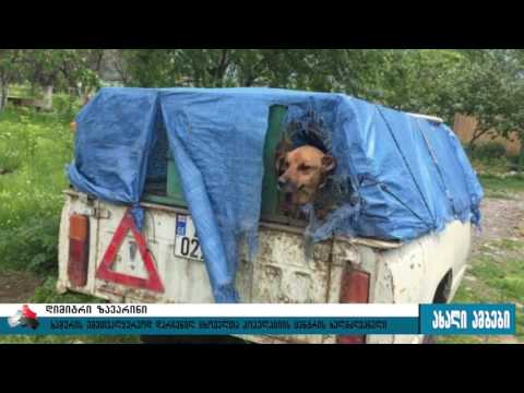 ხაშურის თავშესაფარში ნანახმა ცხოველთა უფლება დამცველები შოკში ჩააგდო