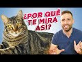 ¿POR QUÉ TE MIRA TU GATO FIJAMENTE? 🐱👀 | 4 motivos por los que tu gato te mira