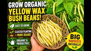 How To Grow Yellow Dwarf Wax Bush Beans In The Garden! #gardening #beans #OrganicGardening #bean