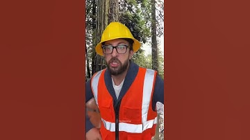 Tree Cutting Like a Ninja – One Strike Knockdown! 🌴