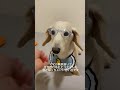 一緒に生きれて幸せでした。 #老犬 #ペットロス #ダックス