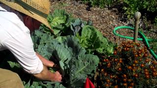 Maui Bees Farm, you pick, organic bio dynamic vegetable Garden, selecting cabbage