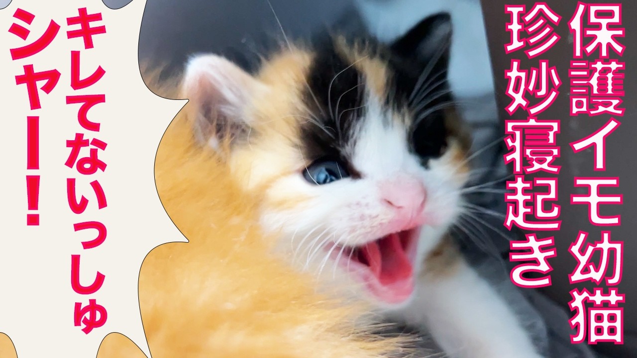 保護幼猫、寝起きの怒りイモになる The angry patato-kitties - YouTube