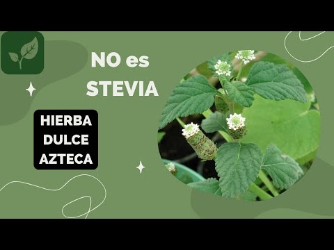 Video: ¿Qué es la hierba dulce azteca? Aprenda sobre el cultivo y cuidado de la hierba dulce azteca