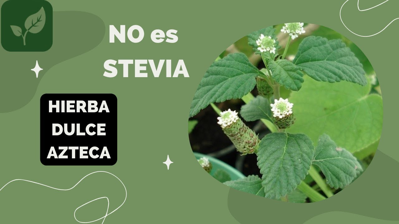 NO es STEVIA... es HIERBA DULCE AZTECA - YouTube