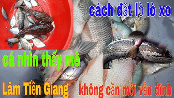 hướng dẫn bẫy cá bằng lợp lờ lò xo, lòng bát quái đặt tôm tép.#lamtiengiang #