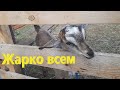 Жарко козочки мои.Разворошили шмелиное гнездо.