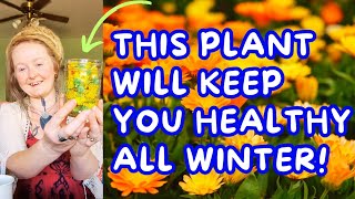 Make This Simple Calendula Tincture & Be Healthy All Winter Lymphatic Digestive Kidneymore