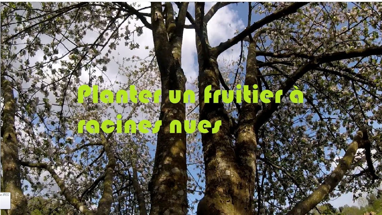 planter un arbre à racines nues YouTube — free download