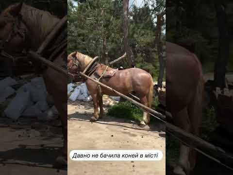 Давно не бачила