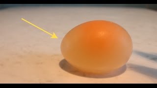 The egg in vinegar for 24 hours - Experiment