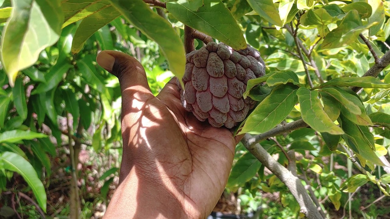 Growing 🍈sugar apples🍏 in Central Florida !