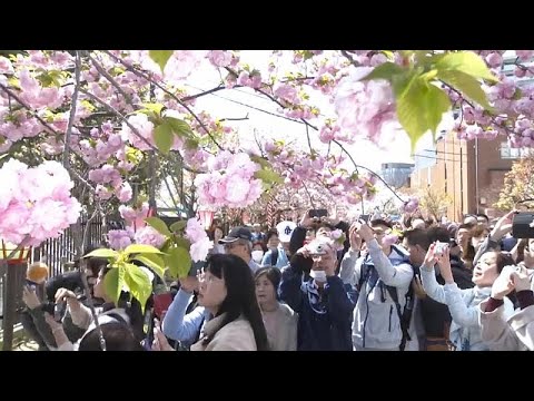 Japonlar kiraz ağacı çiçeklerini görmek için Osaka'ya akın etti
