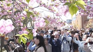Japonlar kiraz ağacı çiçeklerini görmek için Osaka'ya akın etti