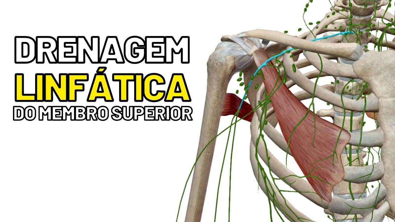 drenagem-linf-tica-do-membro-superior-linfonodos-axilares-aula-de