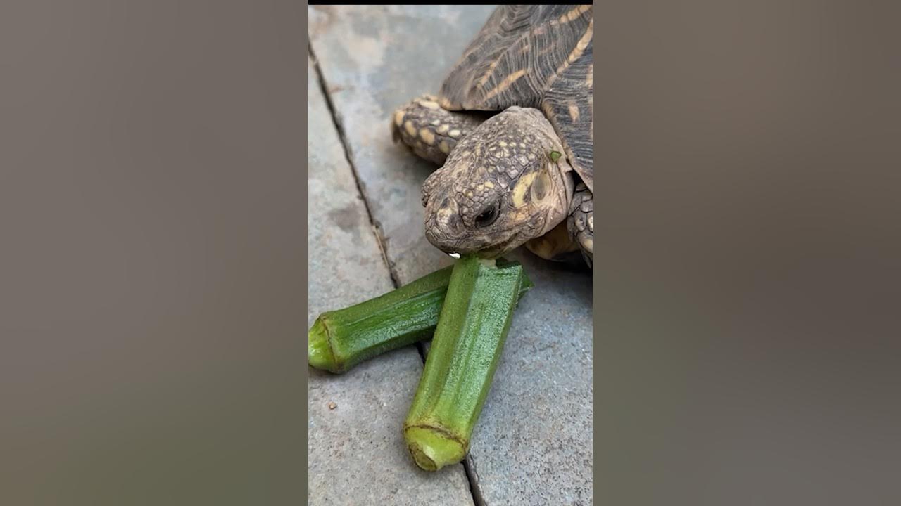 Tortoise Food Okra / Ladyfingers Day 13 of 30 food items in 30 Days